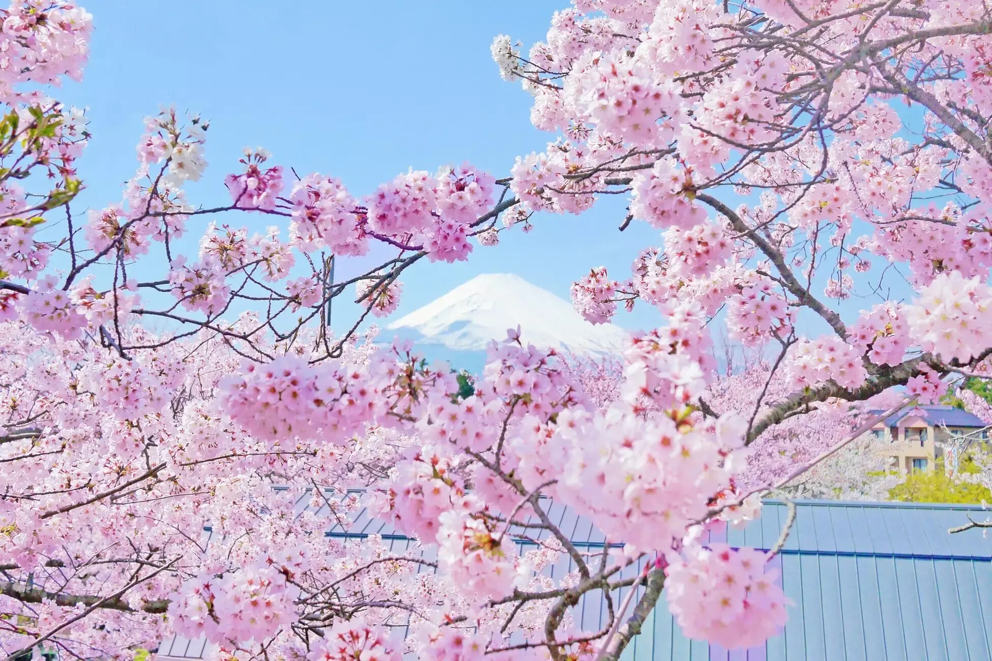 御殿場桜　15本 iFLYER: 御殿場高原 時之栖にて約5,000本の桜とクラフトビールや