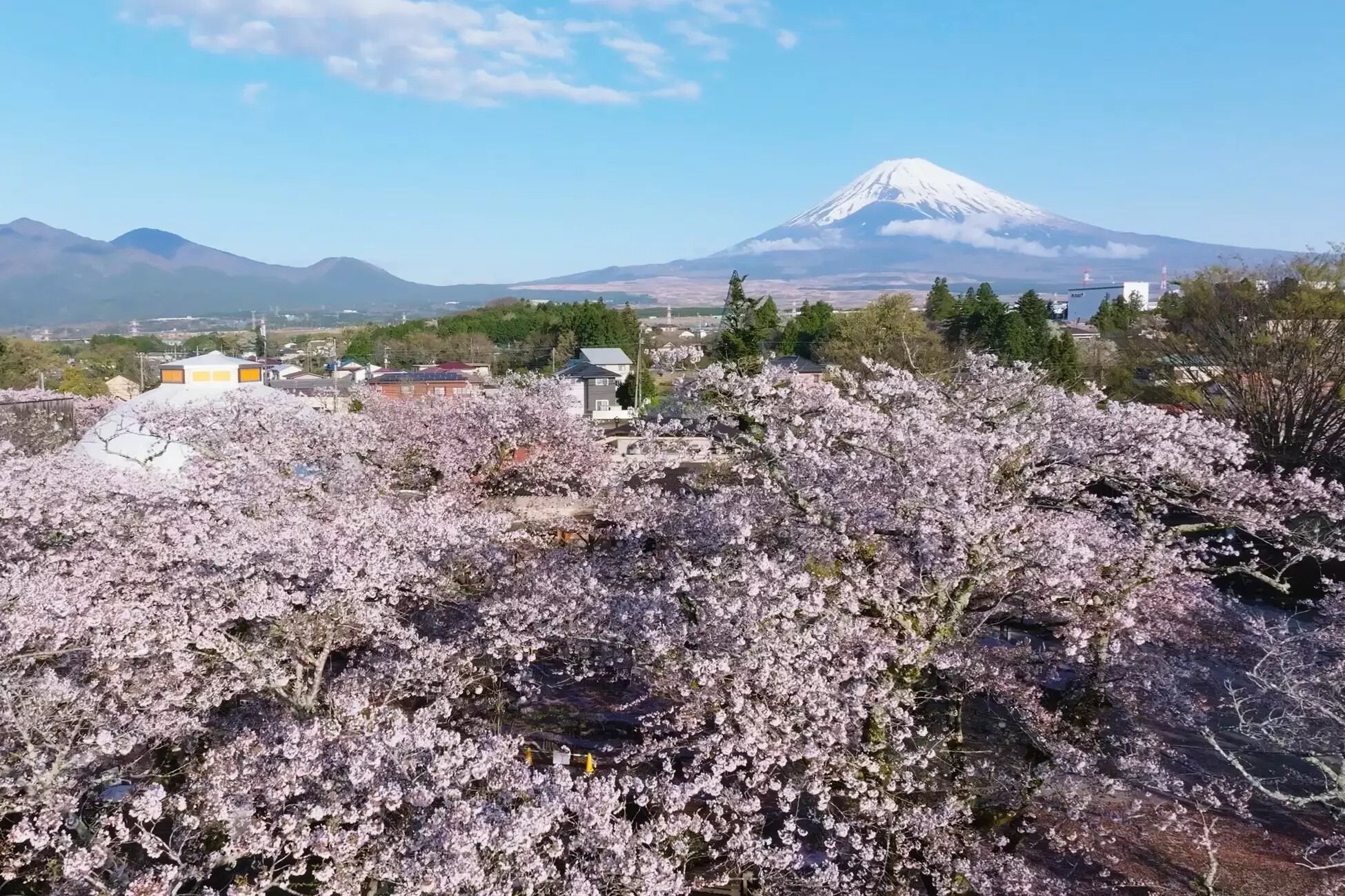 iFLYER: 御殿場高原 時之栖にて約5,000本の桜とクラフトビールや
