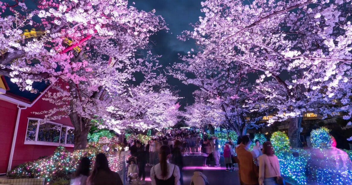 幻想的な桜のライトアップ × 宝石色イルミネーション、よみうりランド