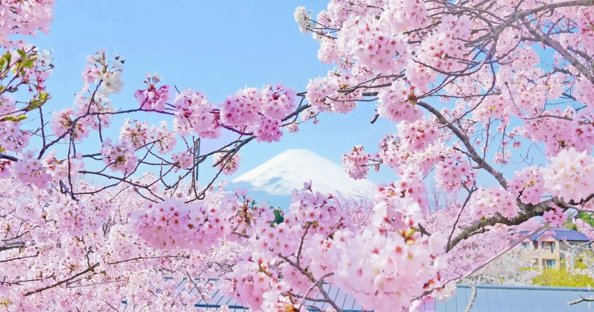 御殿場桜　15本 iFLYER: 御殿場高原 時之栖にて約5,000本の桜とクラフトビールや