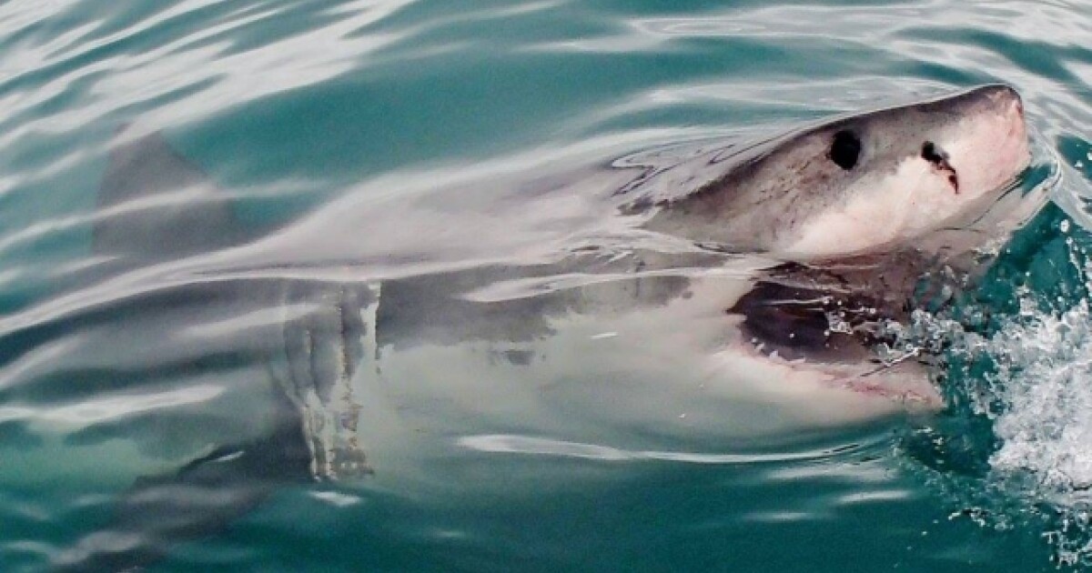 iFLYER: 【人食いザメ】巨大ホオジロザメに襲われたオーストラリアの ...