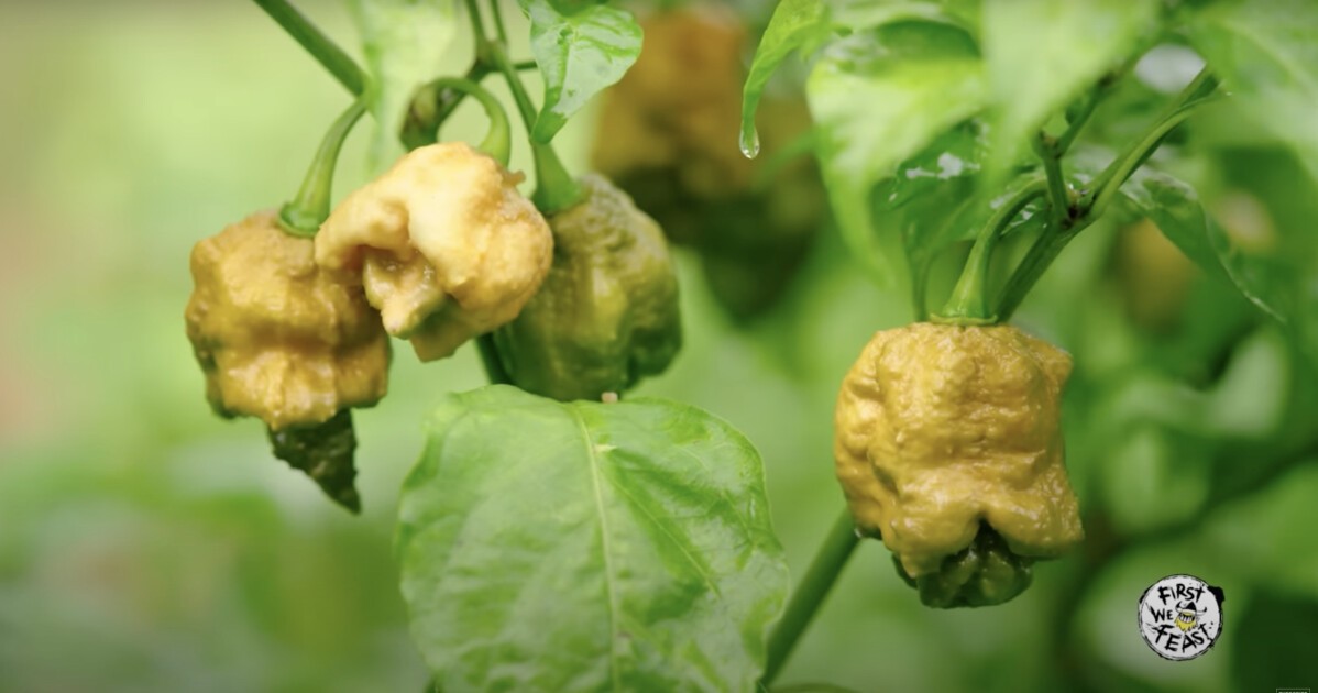 iFLYER 「Pepper X (ペッパー X) 」が "世界一辛い唐辛子" としてギネス世界記録更新、ハバネロの約60倍以上の辛さ