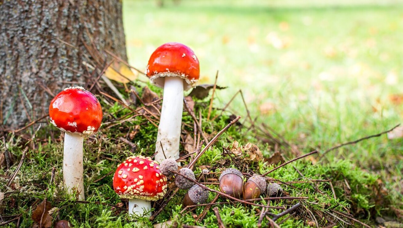 Iflyer 23年度よりメンタルヘルスや薬物乱用の治療の一環として マジックマッシュルーム 等を使用する マジックマッシュルーム サービス センター 設置へ アメリカ オレゴン州